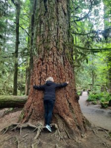 Cathedral Grove